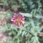 Centranthus lecoqiiBlomst