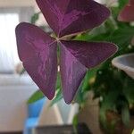 Oxalis triangularis Leaf