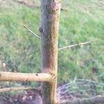 Salix × quercifolia Bark