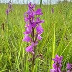 Anacamptis palustris Cvet