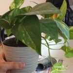 Epipremnum aureum Hoja