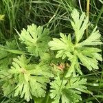 Geranium carolinianum Hoja