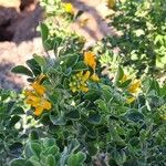 Medicago arborea Φύλλο