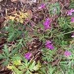Geranium reuteri Lorea