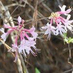 Rhododendron canescens Çiçek