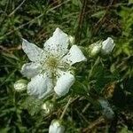 Rubus allegheniensis Flower