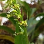 Benthamia nigrescens Flower