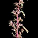 Amaranthus torreyi Cvet