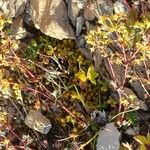 Alchemilla glabra Pokrój