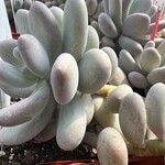 Pachyphytum oviferumLeaf