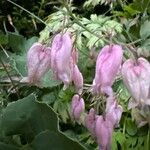 Dicentra formosa Blomma