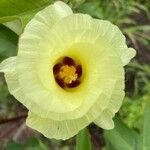 Gossypium barbadense Kvet