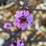 Verbena officinalis Kvet