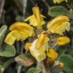 Phlomis lanata 花