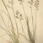 Festuca rivularis 形态