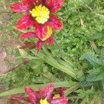 Sparaxis tricolor Blüte