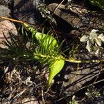 Asclepias linaria Агульны выгляд