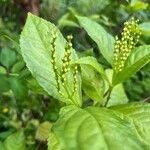 Chloranthus spicatus Flor