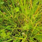 Isolepis setacea Blad