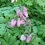 Dicentra formosa 花