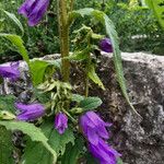 Campanula trachelium Květ