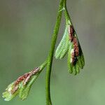 Asplenium x alternifolium Blatt