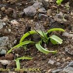 Scilla haemorrhoidalis Other