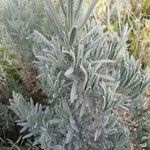 Lavandula latifolia Листок