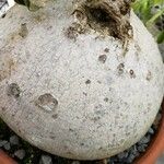Raphionacme procumbens പുറംതൊലി