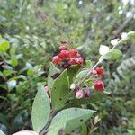 Vaccinium stanleyi Flor