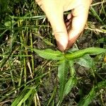 Persicaria maculosa Folha