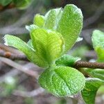 Salix laggeri Feuille