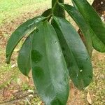 Garcinia atroviridis Leaf