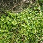 Cerastium semidecandrum Habitat