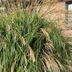 Miscanthus sinensisCvet