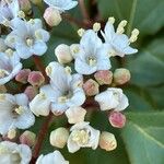 Viburnum tinusBlodyn