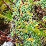 Saxifraga crustata 叶