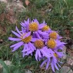 Aster amellusBloem