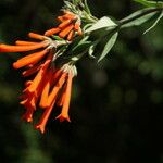 Bouvardia ternifolia 花