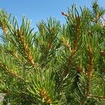 Pinus edulis Feuille