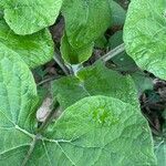 Arctium nemorosum Hábito