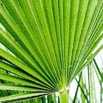 Washingtonia filifera Blad