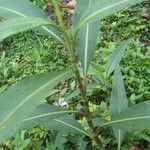 Persicaria glabra Hoja