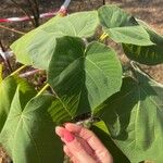 Paulownia tomentosaFolla