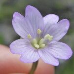 Epilobium anagallidifolium Квітка