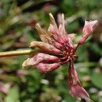 Trifolium pallescens 花