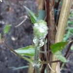 Clematis patens Lapas