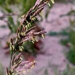 Patzkea paniculata Цвят