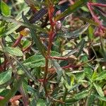 Ludwigia octovalvis برگ