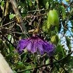 Passiflora cincinnata Cvet